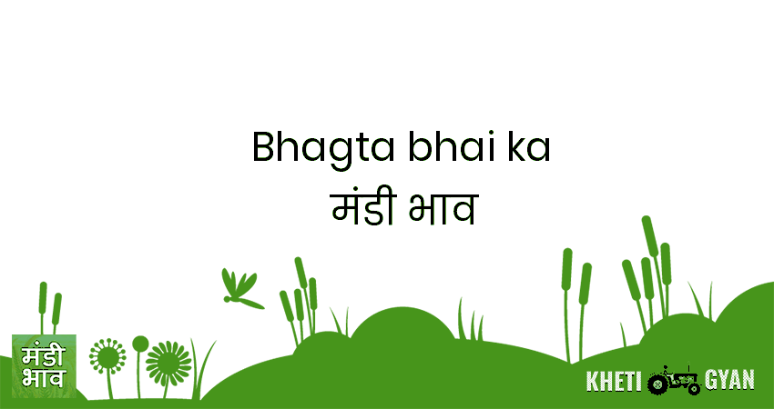 Bhagta Bhai Ka मंडी भाव की ताज़ा तस्वीर